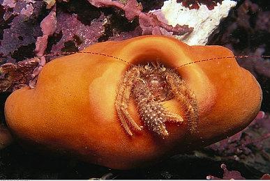 《第九哨兵姐妹》steam页面上线 克隆美少女肉鸽战斗射击